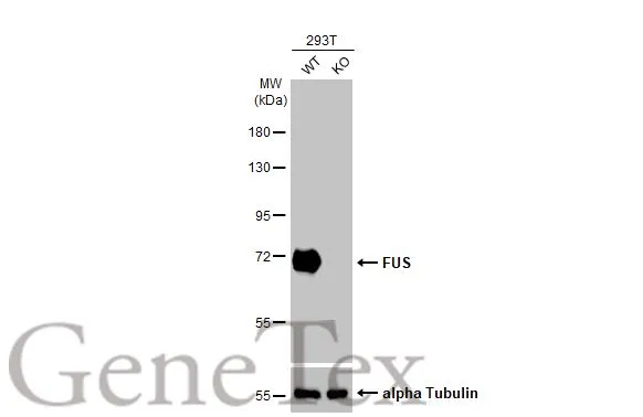 Wild-type (WT) and FUS knockout (KO) 293T cell extracts (30 μg) were separated by 7.5% SDS-PAGE, and the membrane was blotted with FUS antibody [HL2454] (GTX638772) diluted at 1:3000. The HRP-conjugated anti-rabbit IgG antibody (GTX213110-01) was used to detect the primary antibody.