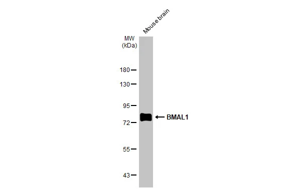 Mouse tissue extract (50 μg) was separated by 7.5% SDS-PAGE, and the membrane was blotted with BMAL1 antibody [HL2456] (GTX638774) diluted at 1:1000. The HRP-conjugated anti-rabbit IgG antibody (GTX213110-01) was used to detect the primary antibody, and the signal was developed with Trident ECL plus-Enhanced.