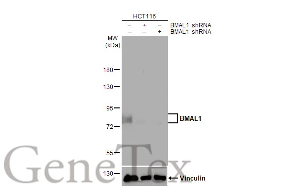 Non-transfected (–) and transfected (+) HCT-116 whole cell extract (30 μg) were separated by 7.5% SDS-PAGE, and the membrane was blotted with BMAL1 antibody [HL2456] (GTX638774) diluted at 1:1000. The HRP-conjugated anti-rabbit IgG antibody (GTX213110-01) was used to detect the primary antibody.
