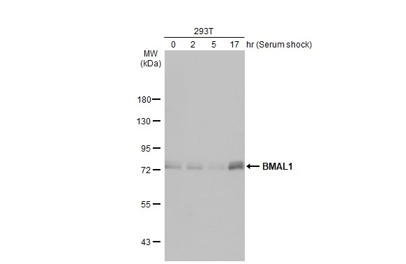 Untreated and treated 293T whole cell extracts (30 μg) were separated by 7.5% SDS-PAGE, and the membrane was blotted with BMAL1 antibody [HL2456] (GTX638774) diluted at 1:1000. The HRP-conjugated anti-rabbit IgG antibody (GTX213110-01) was used to detect the primary antibody.