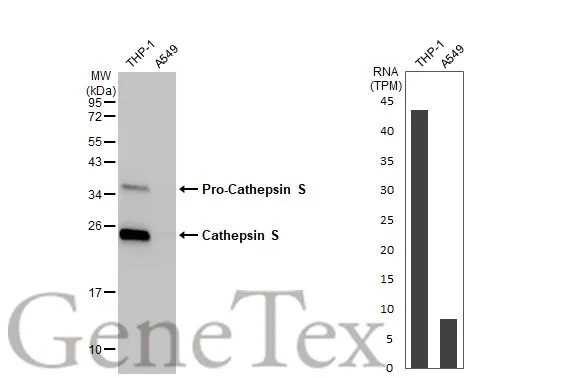 Various whole cell extracts (30 μg) were separated by 12% SDS-PAGE, and the membrane was blotted with Cathepsin S antibody [HL2462] (GTX638780) diluted at 1:1000. The HRP-conjugated anti-rabbit IgG antibody (GTX213110-01) was used to detect the primary antibody. Corresponding RNA expression data for the same cell lines are based on Human Protein Atlas program.