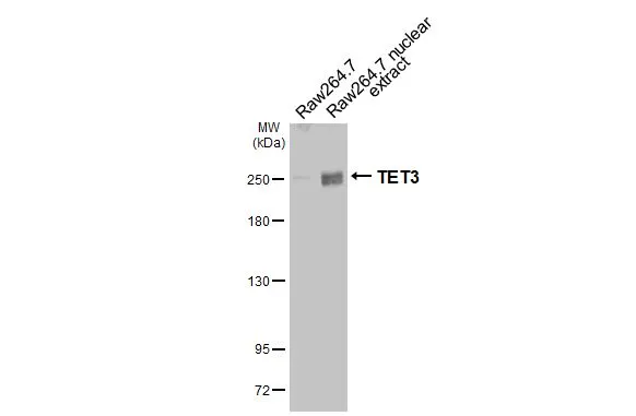 Raw264.7 whole cell and nuclear extracts (30 μg) were separated by 5% SDS-PAGE, and the membrane was blotted with TET3 antibody [HL2463] (GTX638781) diluted at 1:1000. The HRP-conjugated anti-rabbit IgG antibody (GTX213110-01) was used to detect the primary antibody.