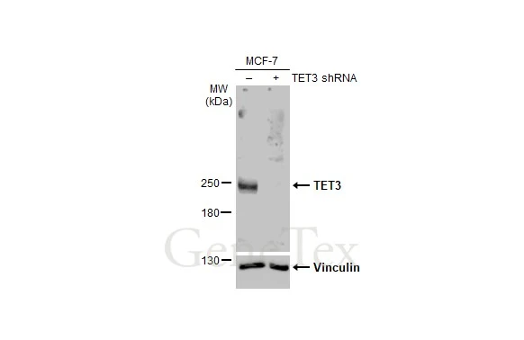 Non-transfected (–) and transfected (+) MCF-7 whole cell extracts (30 μg) were separated by 5% SDS-PAGE, and the membrane was blotted with TET3 antibody [HL2463] (GTX638781) diluted at 1:1000. The HRP-conjugated anti-rabbit IgG antibody (GTX213110-01) was used to detect the primary antibody, and the signal was developed with Trident ECL plus-Enhanced.