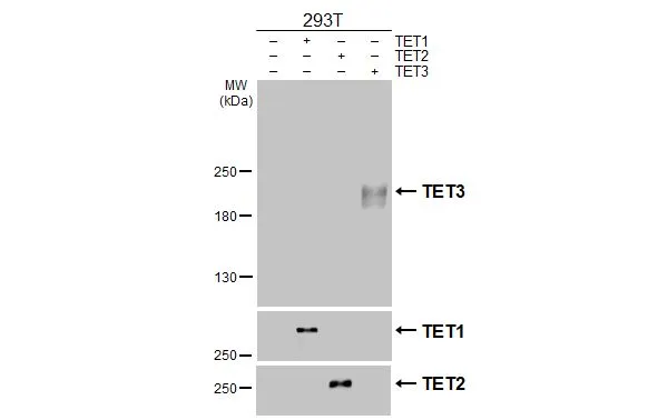 Non-transfected (–) and transfected (+) 293T whole cell extracts (30 μg) were separated by 5% SDS-PAGE, and the membrane was blotted with TET3 antibody [HL2463] (GTX638781) diluted at 1:5000. The HRP-conjugated anti-rabbit IgG antibody (GTX213110-01) was used to detect the primary antibody.