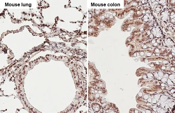 TET3 antibody [HL2463] detects TET3 protein by immunohistochemical analysis. Sample: Paraffin-embedded mouse tissues. TET3 stained by TET3 antibody [HL2463] (GTX638781) diluted at 1:100. Antigen Retrieval: Citrate buffer, pH 6.0, 15 min