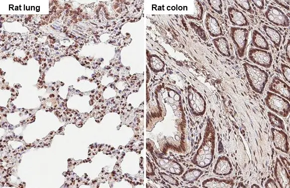 TET3 antibody [HL2463] detects TET3 protein by immunohistochemical analysis. Sample: Paraffin-embedded rat tissues. TET3 stained by TET3 antibody [HL2463] (GTX638781) diluted at 1:100. Antigen Retrieval: Citrate buffer, pH 6.0, 15 min