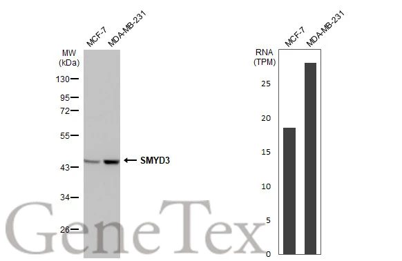 Various whole cell extracts (30 μg) were separated by 10% SDS-PAGE, and the membrane was blotted with SMYD3 antibody [HL2464] (GTX638782) diluted at 1:1000. The HRP-conjugated anti-rabbit IgG antibody (GTX213110-01) was used to detect the primary antibody. Corresponding RNA expression data for the same cell lines are based on Human Protein Atlas program.