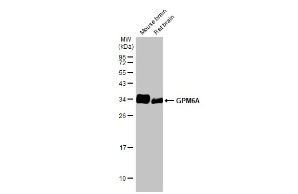 GPM6A antibody [HL2473]