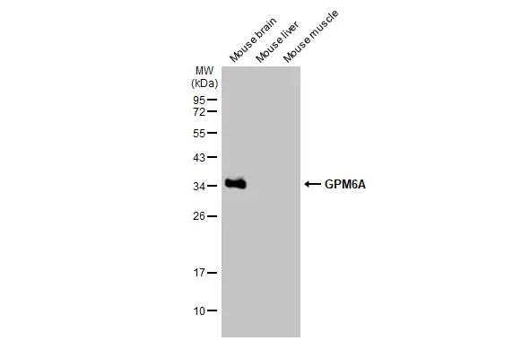 GPM6A antibody [HL2473]