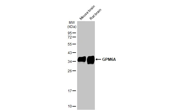 GPM6A antibody [HL2474]