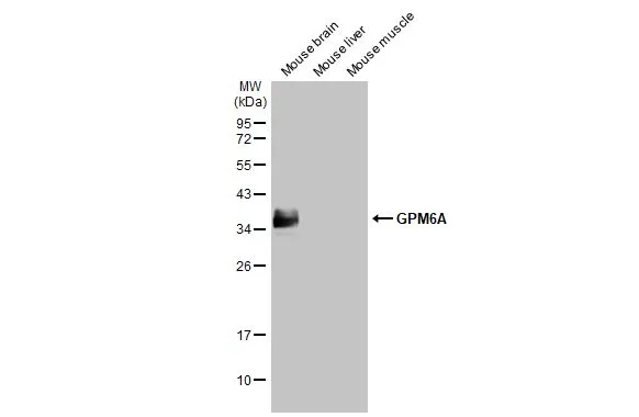GPM6A antibody [HL2474]