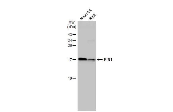 Various whole cell extracts (30 μg) were separated by 15% SDS-PAGE, and the membrane was blotted with PIN1 antibody [HL2480] (GTX638829) diluted at 1:1000. The HRP-conjugated anti-rabbit IgG antibody (GTX213110-01) was used to detect the primary antibody.