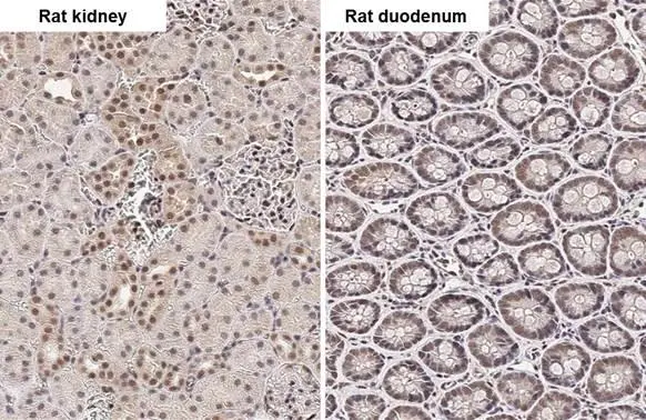 PIN1 antibody [HL2480] detects PIN1 protein by immunohistochemical analysis. Sample: Paraffin-embedded rat tissues. PIN1 stained by PIN1 antibody [HL2480] (GTX638829) diluted at 1:100. Antigen Retrieval: Citrate buffer, pH 6.0, 15 min