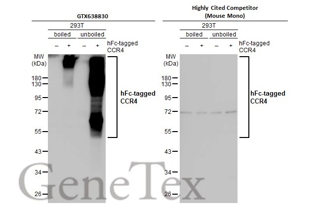 Non-transfected (–) and transfected (+) boiled and unboiled 293T whole cell extracts (30 μg) were separated by 10% SDS-PAGE, and the membranes were blotted with CCR4 antibody [HL2481] (GTX638830) diluted at 1:1000 and the highly cited competitor's diluted at 1:1000. The HRP-conjugated anti-rabbit IgG antibody (GTX213110-01) was used to detect the primary antibody. *The competitor is not affiliated with GeneTex and does not endorse this product.