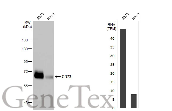 Various whole cell extracts (30 μg) were separated by 7.5% SDS-PAGE, and the membrane was blotted with CD73 antibody [HL2493] (GTX638851) diluted at 1:1000. The HRP-conjugated anti-rabbit IgG antibody (GTX213110-01) was used to detect the primary antibody. Corresponding RNA expression data for the same cell lines are based on Human Protein Atlas program.
