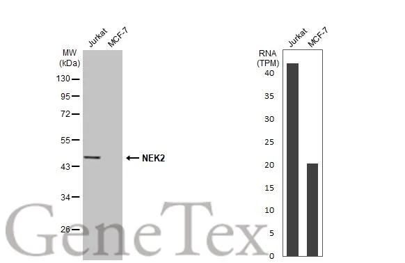 Various whole cell extracts (30 μg) were separated by 10% SDS-PAGE, and the membrane was blotted with NEK2 antibody [HL2511] (GTX638872) diluted at 1:1000. The HRP-conjugated anti-rabbit IgG antibody (GTX213110-01) was used to detect the primary antibody. Corresponding RNA expression data for the same cell lines are based on Human Protein Atlas program.