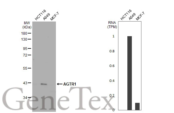 Various whole cell extracts (30 μg) were separated by 10% SDS-PAGE, and the membrane was blotted with AGTR1 antibody [HL2526] (GTX638887) diluted at 1:1000. The HRP-conjugated anti-rabbit IgG antibody (GTX213110-01) was used to detect the primary antibody, and the signal was developed with Trident ECL plus-Enhanced. Corresponding RNA expression data for the same cell lines are based on Human Protein Atlas program.