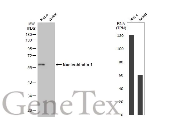 Various whole cell extracts (30 μg) were separated by 10% SDS-PAGE, and the membrane was blotted with Nucleobindin 1 antibody [HL2532] (GTX638901) diluted at 1:1000. The HRP-conjugated anti-rabbit IgG antibody (GTX213110-01) was used to detect the primary antibody. Corresponding RNA expression data for the same cell lines are based on Human Protein Atlas program.