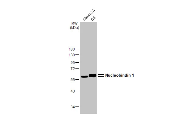 Various whole cell extracts (30 μg) were separated by 10% SDS-PAGE, and the membrane was blotted with Nucleobindin 1 antibody [HL2532] (GTX638901) diluted at 1:1000. The HRP-conjugated anti-rabbit IgG antibody (GTX213110-01) was used to detect the primary antibody.