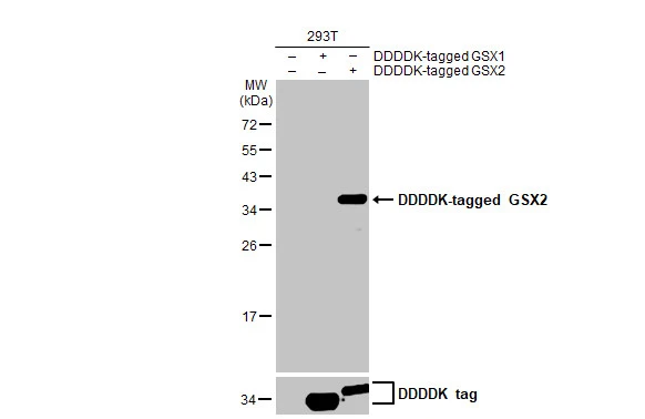 Anti-GSX2 antibody [HL2533] (GTX638902) | GeneTex