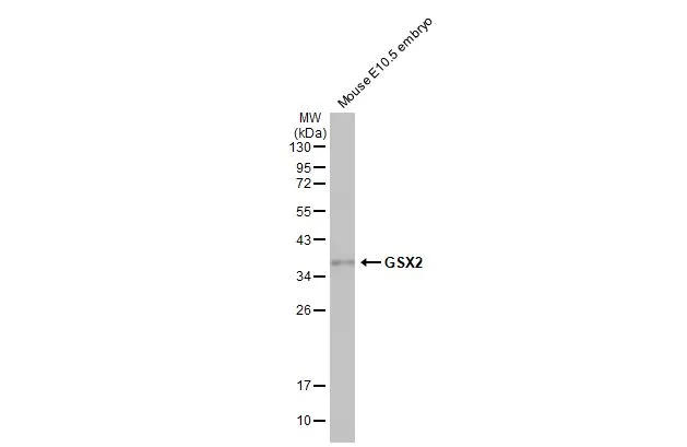 GSX2 antibody [HL2533]
