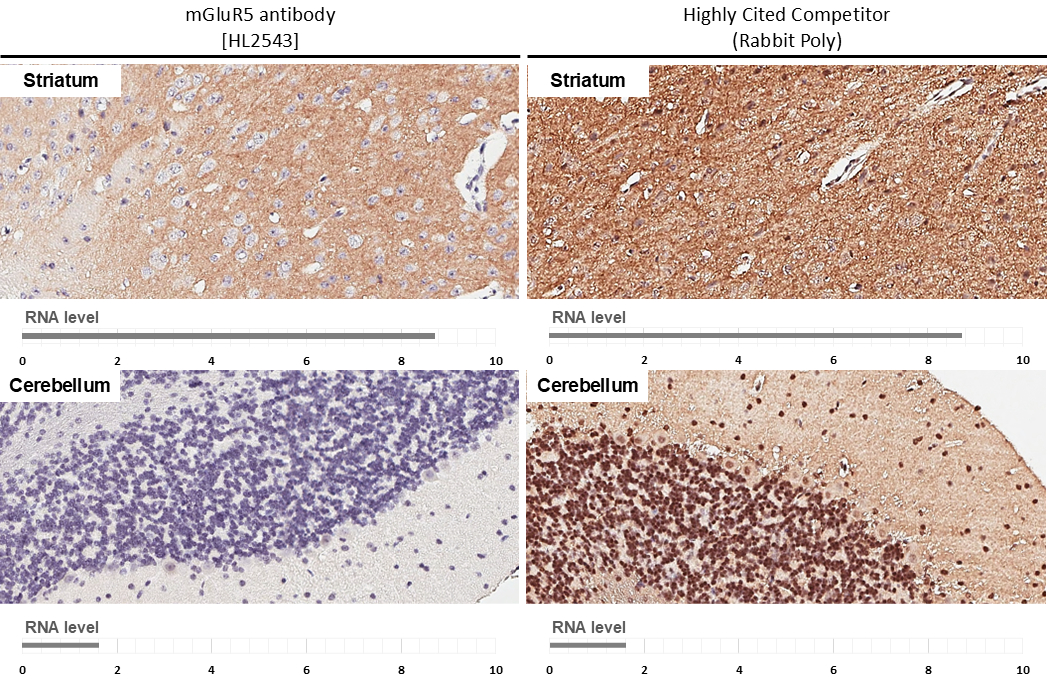 mGluR5 antibody [HL2543] detects mGluR5 protein by immunohistochemical analysis. Sample: Paraffin-embedded mouse tissues. mGluR5 stained by mGluR5 antibody [HL2543] (GTX638912) diluted at 1:300. Antigen Retrieval: Citrate buffer, pH 6.0, 15 min *Competitor's antibody is not affiliated with GeneTex and does not endorse this product.
