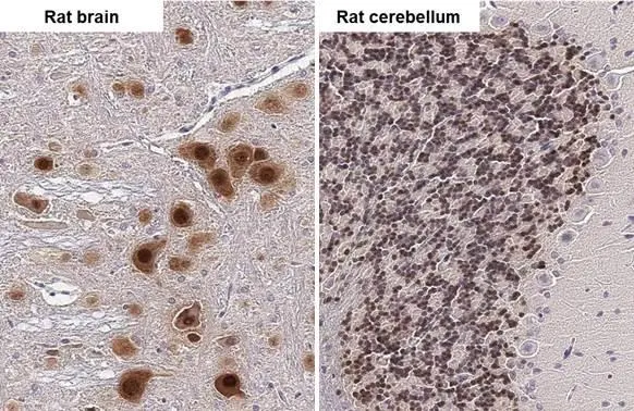 NeuN antibody [HL2550] detects NeuN protein by immunohistochemical analysis. Sample: Paraffin-embedded rat tissues. NeuN stained by NeuN antibody [HL2550] (GTX638922) diluted at 1:100. Antigen Retrieval: Citrate buffer, pH 6.0, 15 min