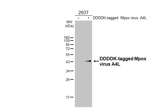 Anti-Mpox virus A4L antibody [HL2555] (GTX638927) | GeneTex