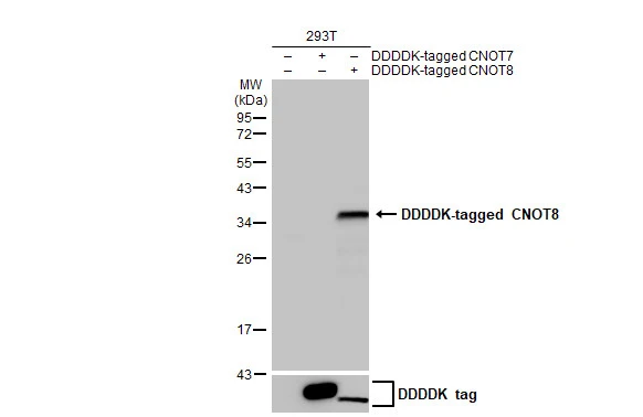 Non-transfected (–) and transfected (+) 293T whole cell extracts were separated by 12% SDS-PAGE, and the membrane was blotted with CNOT8 antibody [HL2586] (GTX639037) diluted at 1:5000. The HRP-conjugated anti-rabbit IgG antibody (GTX213110-01) was used to detect the primary antibody.