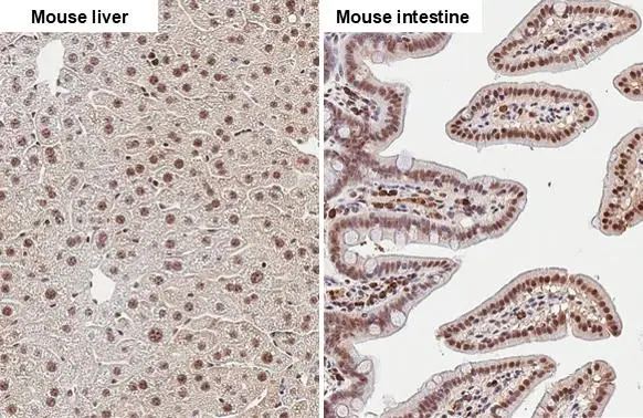 Fibrillarin + FBLL1 antibody [HL2588] detects Fibrillarin + FBLL1 protein by immunohistochemical analysis. Sample: Paraffin-embedded mouse tissues. Fibrillarin + FBLL1 stained by Fibrillarin + FBLL1 antibody [HL2588] (GTX639039) diluted at 1:100. Antigen Retrieval: Citrate buffer, pH 6.0, 15 min