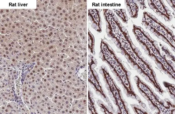 Fibrillarin + FBLL1 antibody [HL2588] detects Fibrillarin + FBLL1 protein by immunohistochemical analysis. Sample: Paraffin-embedded rat tissues. Fibrillarin + FBLL1 stained by Fibrillarin + FBLL1 antibody [HL2588] (GTX639039) diluted at 1:100. Antigen Retrieval: Citrate buffer, pH 6.0, 15 min