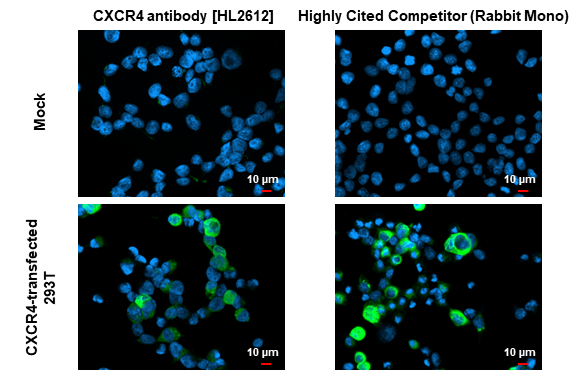 CXCR4 antibody [HL2612] detects CXCR4 protein by immunofluorescent analysis. Sample: Mock and transfected 293T cells were fixed in ice-cold MeOH for 5 min. Green: CXCR4 stained by CXCR4 antibody [HL2612] (GTX639064) diluted at 1:500 and competitor's antibody (highly cited competitor) diluted at 1:500. Blue: Fluoroshield with DAPI (GTX30920). *Competitor's antibody is not affiliated with GeneTex and does not endorse this product.