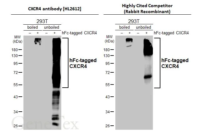 Non-transfected (–) and transfected (+) boiled and unboiled 293T whole cell extracts (30 μg) were separated by 10% SDS-PAGE, and the membranes were blotted with CXCR4 antibody [HL2612] (GTX639064) diluted at 1:1000 and competitor's antibody (Highly Cited Antibody) diluted at 1:1000. The HRP-conjugated anti-rabbit IgG antibody (GTX213110-01) was used to detect the primary antibody. *The competitor is not affiliated with GeneTex and does not endorse this product.
