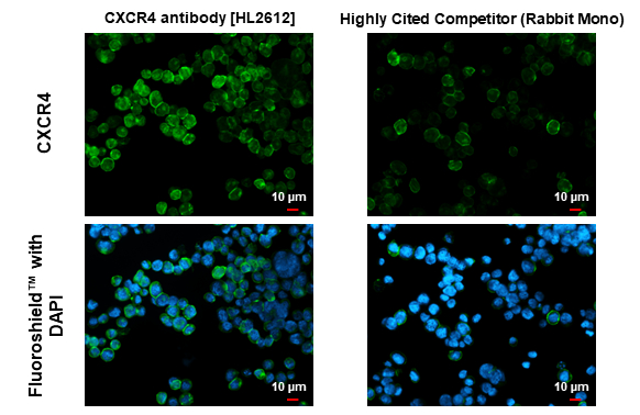 CXCR4 antibody [HL2612] detects CXCR4 protein by immunofluorescent analysis. Sample: Jurkat cells were fixed in ice-cold MeOH for 5 min. Green: CXCR4 stained by CXCR4 antibody [HL2612] (GTX639064) diluted at 1:500 and competitor's antibody (Highly Cited Competitor) diluted at 1:500. Blue: Fluoroshield with DAPI (GTX30920). *Competitor's antibody is not affiliated with GeneTex and does not endorse this product.