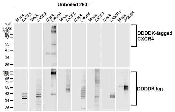 Unboiled non-transfected (–) and transfected (+) 293T whole cell extracts (30 μg) were separated by 10% SDS-PAGE, and the membrane was blotted with CXCR4 antibody [HL2612] (GTX639064) diluted at 1:5000. The HRP-conjugated anti-rabbit IgG antibody (GTX213110-01) was used to detect the primary antibody.