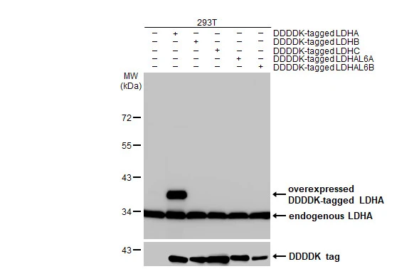Non-transfected (–) and transfected (+) 293T whole cell extracts (30 μg) were separated by 10% SDS-PAGE, and the membrane was blotted with LDHA antibody [HL2615] (GTX639069) diluted at 1:5000. The HRP-conjugated anti-rabbit IgG antibody (GTX213110-01) was used to detect the primary antibody.