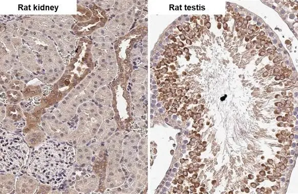 ADAMTSL2 antibody [HL2616] detects ADAMTSL2 protein by immunohistochemical analysis. Sample: Paraffin-embedded rat tissues. ADAMTSL2 stained by ADAMTSL2 antibody [HL2616] (GTX639070) diluted at 1:100. Antigen Retrieval: Citrate buffer, pH 6.0, 15 min