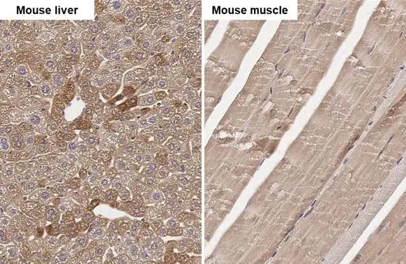 ANP antibody [HL2617] detects ANP protein by immunohistochemical analysis. Sample: Paraffin-embedded mouse tissues. ANP stained by ANP antibody [HL2617] (GTX639071) diluted at 1:100. Antigen Retrieval: Citrate buffer, pH 6.0, 15 min
