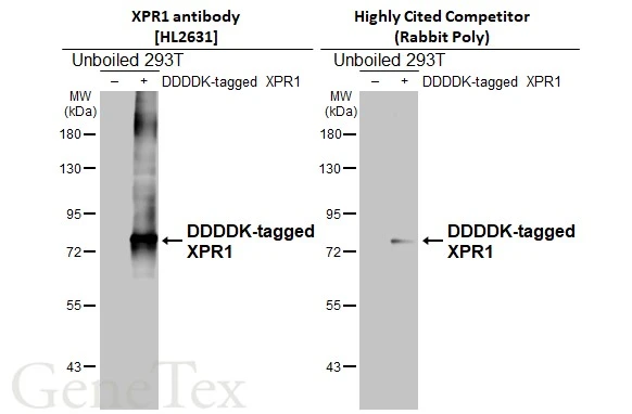 Anti-XPR1 antibody [HL2631] (GTX639087) | GeneTex