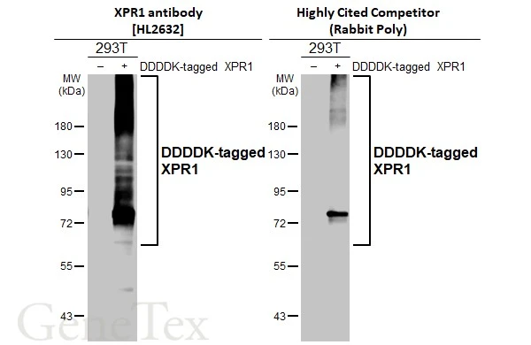 Anti-XPR1 antibody [HL2632] (GTX639088) | GeneTex