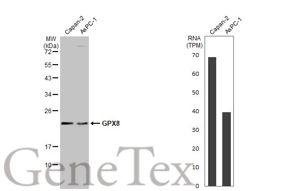 Various whole cell extracts (30 μg) were separated by 12% SDS-PAGE, and the membrane was blotted with GPX8 antibody [HL2635] (GTX639091) diluted at 1:1000. The HRP-conjugated anti-rabbit IgG antibody (GTX213110-01) was used to detect the primary antibody. Corresponding RNA expression data for the same cell lines are based on Human Protein Atlas program.