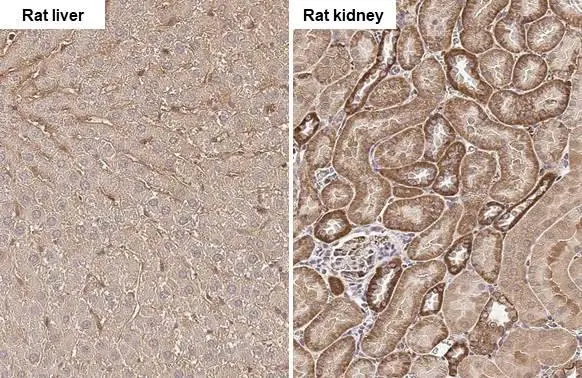 GPX8 antibody [HL2635] detects GPX8 protein by immunohistochemical analysis. Sample: Paraffin-embedded rat tissues. GPX8 stained by GPX8 antibody [HL2635] (GTX639091) diluted at 1:100. Antigen Retrieval: Citrate buffer, pH 6.0, 15 min