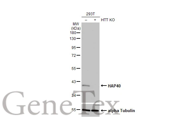 Wild-type (WT) and HTT knockout (KO) 293T cell extracts (30 μg) were separated by 10% SDS-PAGE, and the membrane was blotted with HAP40 antibody [HL2641] (GTX639097) diluted at 1:1000. The HRP-conjugated anti-rabbit IgG antibody (GTX213110-01) was used to detect the primary antibody.