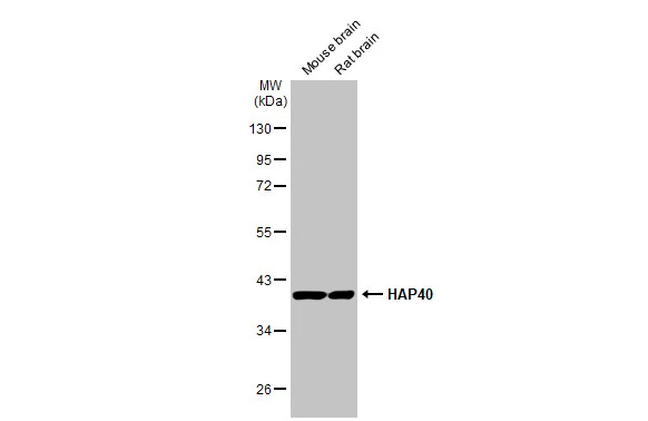 HAP40 antibody [HL2642]