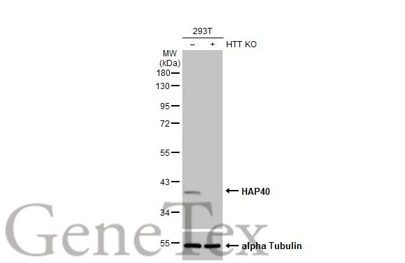 Wild-type (WT) and HTT knockout (KO) 293T cell extracts (30 μg) were separated by 10% SDS-PAGE, and the membrane was blotted with HAP40 antibody [HL2642] (GTX639098) diluted at 1:1000. The HRP-conjugated anti-rabbit IgG antibody (GTX213110-01) was used to detect the primary antibody.