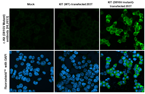 c-Kit (D816V Mutant) antibody [HL2653] detects c-Kit (D816V Mutant) protein by immunofluorescent analysis. Sample: Mock and transfected 293T cells were fixed in 4% PFA. Green: c-Kit (D816V Mutant) stained by c-Kit (D816V Mutant) antibody [HL2653] (GTX639112) diluted at 1:500. Blue: Fluoroshield with DAPI (GTX30920).