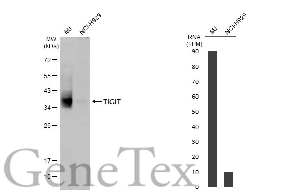 Various whole cell extracts (30 μg) were separated by 12% SDS-PAGE, and the membrane was blotted with TIGIT antibody [HL2657] (GTX639116) diluted at 1:1000. The HRP-conjugated anti-rabbit IgG antibody (GTX213110-01) was used to detect the primary antibody, and the signal was developed with Trident ECL plus-Enhanced. Corresponding RNA expression data for the same cell lines are based on Human Protein Atlas program.