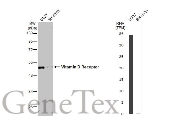Various whole cell extracts (30 μg) were separated by 10% SDS-PAGE, and the membrane was blotted with Vitamin D Receptor antibody [HL2661] (GTX639325) diluted at 1:1000. The HRP-conjugated anti-rabbit IgG antibody (GTX213110-01) was used to detect the primary antibody. Corresponding RNA expression data for the same cell lines are based on Human Protein Atlas program.