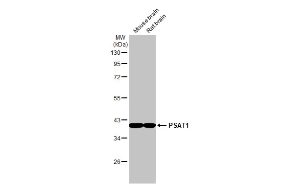 Various tissue extracts (50 μg) were separated by 10% SDS-PAGE, and the membrane was blotted with PSAT1 antibody [HL2663] (GTX639327) diluted at 1:1000. The HRP-conjugated anti-rabbit IgG antibody (GTX213110-01) was used to detect the primary antibody.