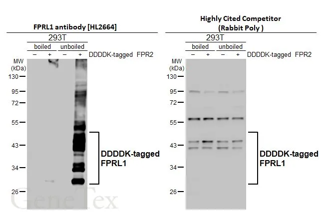 FPRL1 antibody [HL2664]